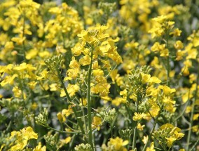 河北花卉肥料生产与农业发展——以花卉杂志报纸为视角河北花肥生产厂家